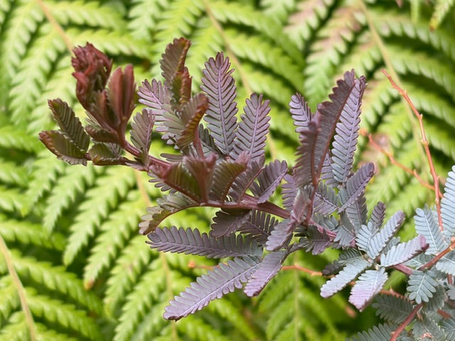 Acacia baileyana 'Purpurea' (Purple Fernleaf Acacia)