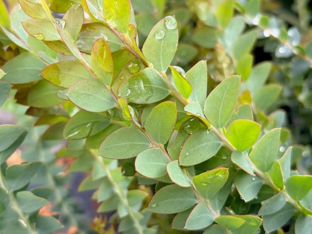 Acacia cultriformis (Knifeleaf Wattle)