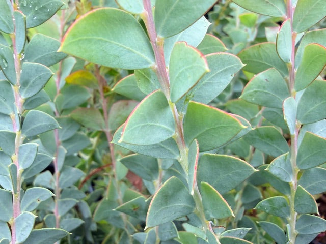 Acacia cultriformis (Knifeleaf Wattle)