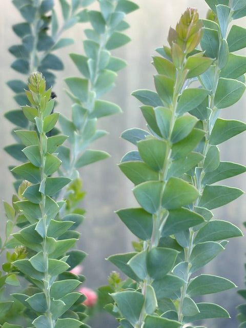 Acacia cultriformis (Knifeleaf Wattle)