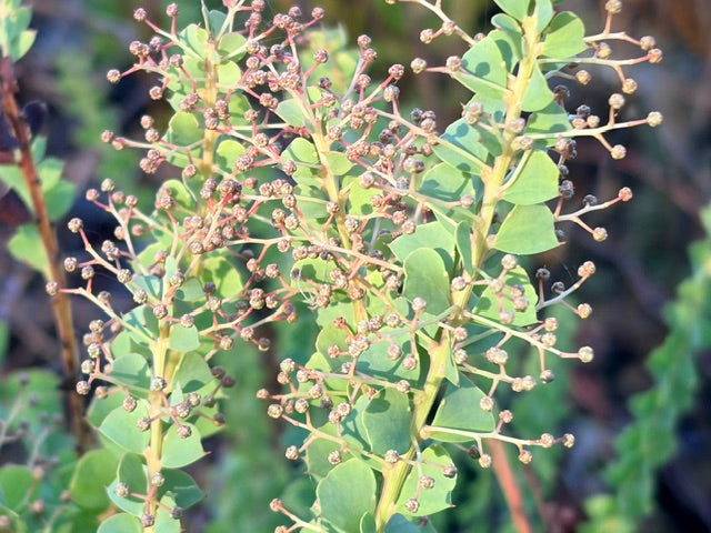 Acacia pravissima (Oven's Wattle)