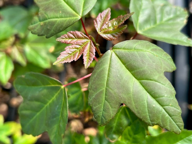 Acer buergerianum var. formosanum 66SCAH24TW (Taiwanese Trident Maple)