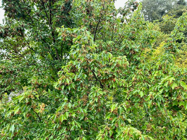 Acer buergerianum var. formosanum 66SCAH24TW (Taiwanese Trident Maple)