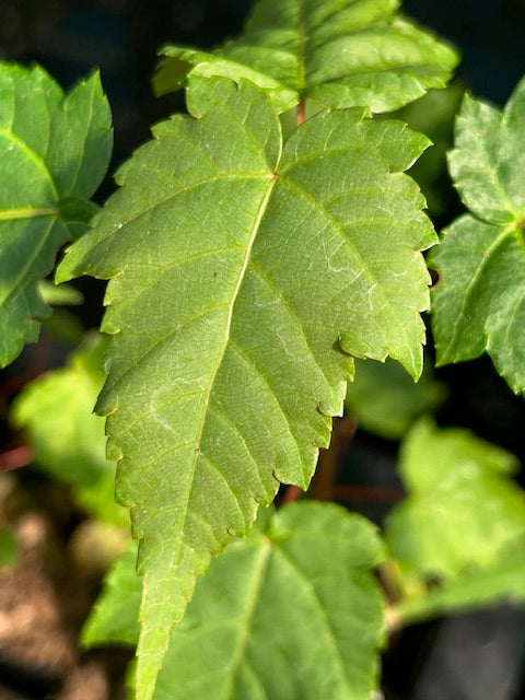 Acer caudatifolium 64SCAH24TW (Kawakami Maple)