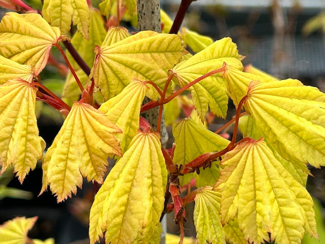 Acer circinatum &#39;Sunglow&#39;  (Hybrid Vine Maple)