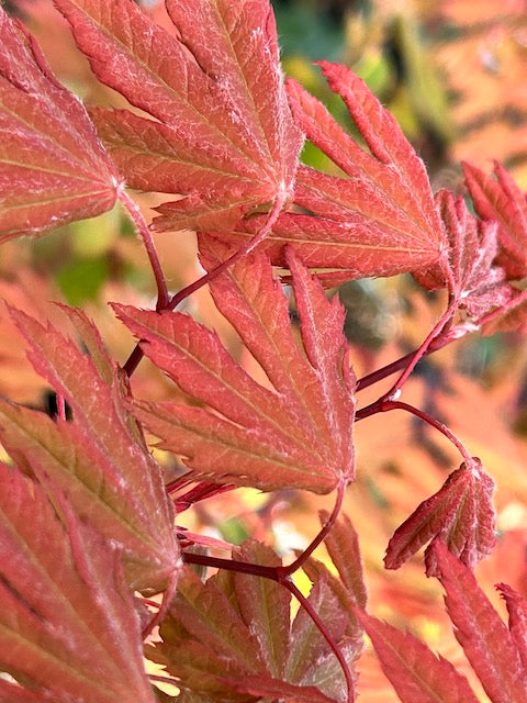 Acer circinatum x palmatum 'Kisetsu Dore'  (Hybrid Vine Maple)