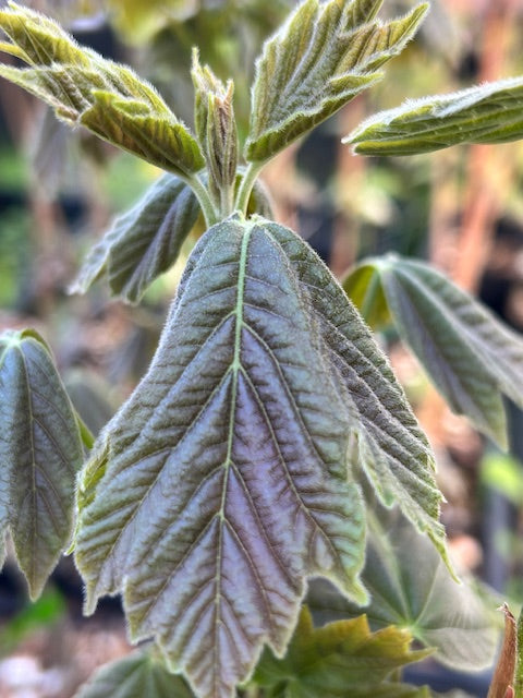 Acer diabolicum (Devil&#39;s Maple)