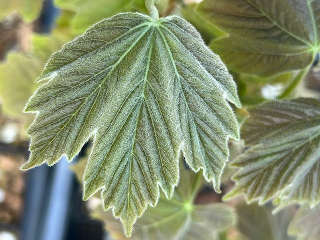 Acer diabolicum (Devil's Maple)