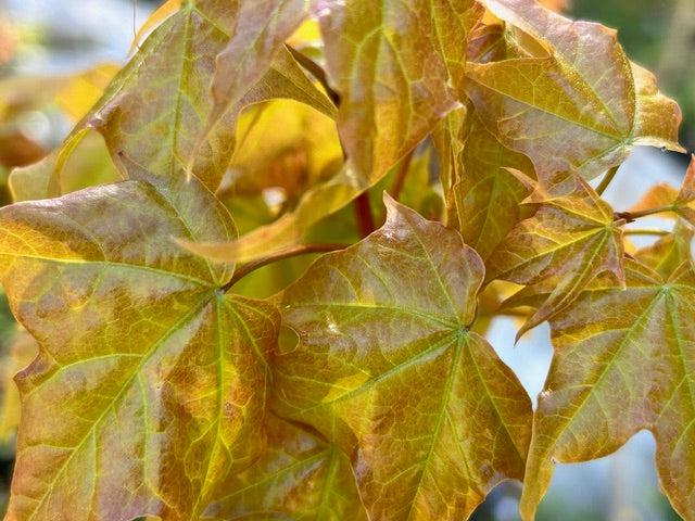 Acer longipes 'Gold Coin' (Gold Leaf Gold Coin Maple)