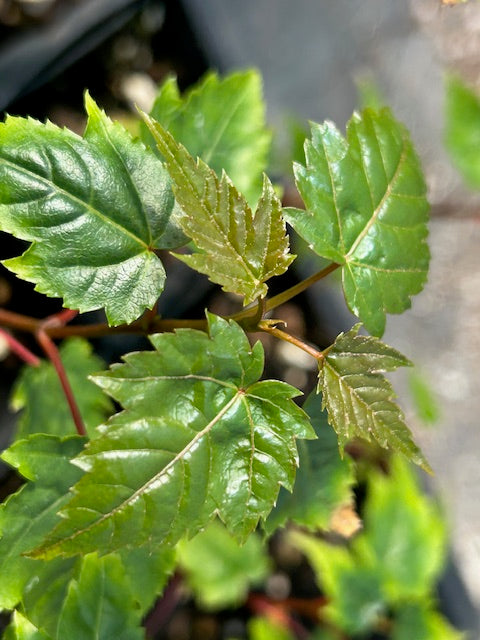 Acer morrisonense 69SCAH24TW (Maple)