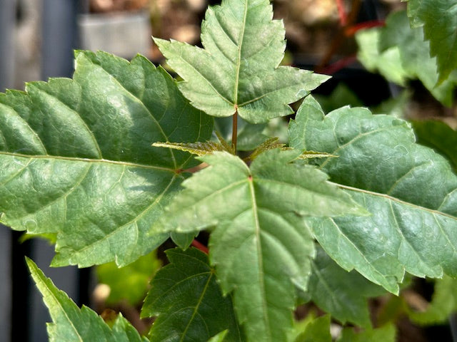 Acer morrisonense 69SCAH24TW (Maple)