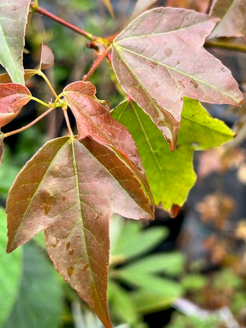 Acer paxii (Species Maple)