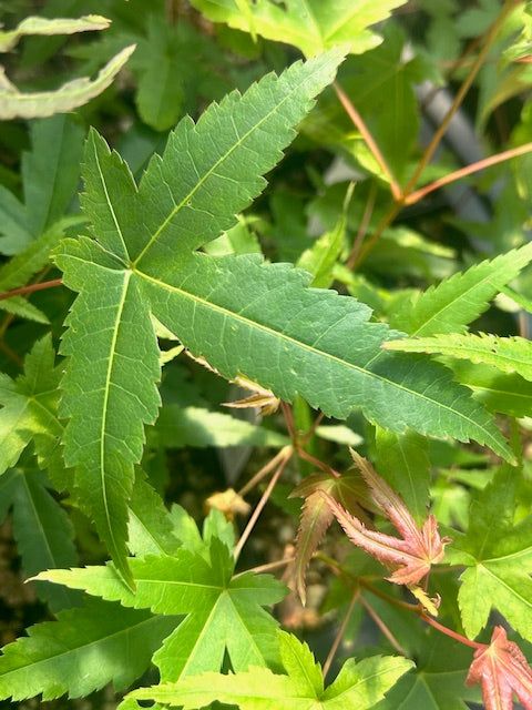 Acer serrulatum 65SCAH24TW (Taiwan Maple)