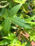Acer serrulatum 65SCAH24TW (Taiwan Maple)