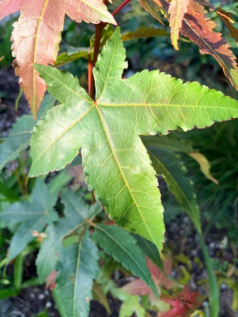 Acer serrulatum 65SCAH24TW (Taiwan Maple)