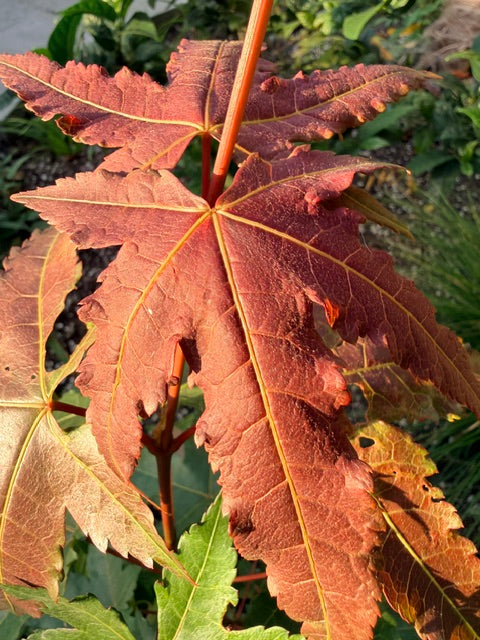Acer serrulatum 65SCAH24TW (Taiwan Maple)