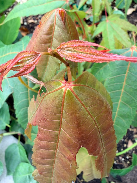 Acer sp. ex CDHM14704