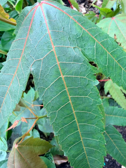 Acer sp. ex CDHM14704