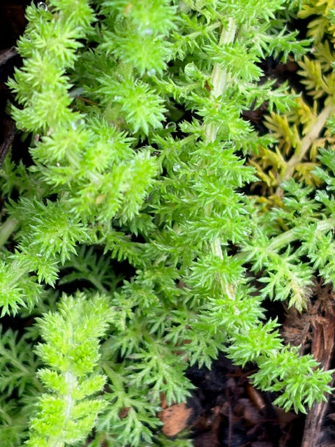 Achillea millefolium 'Sonoma Coast'  (Yarrow)