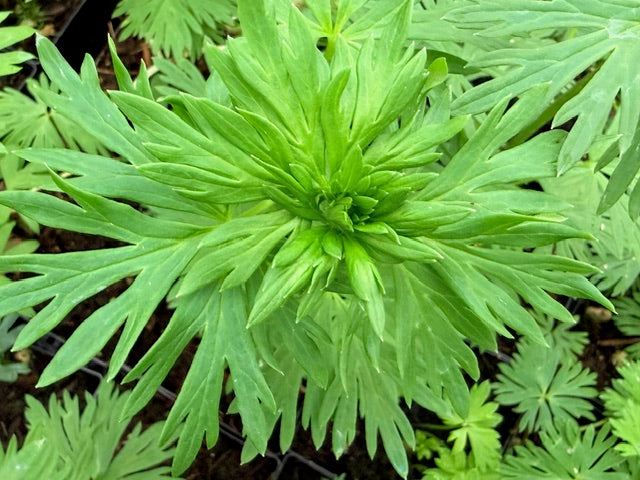 Aconitum napellus ( Monkshood)
