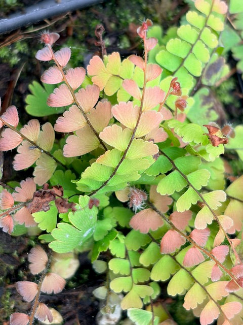 Adiantum caudatum (Trailing Maidenhair)