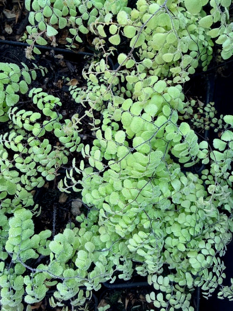 Adiantum venustum (Evergreen Himalayan Maidenhair)