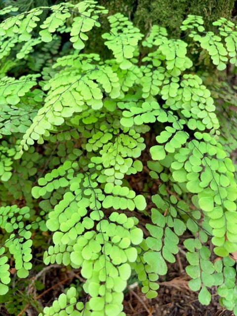 Adiantum venustum (Evergreen Himalayan Maidenhair)