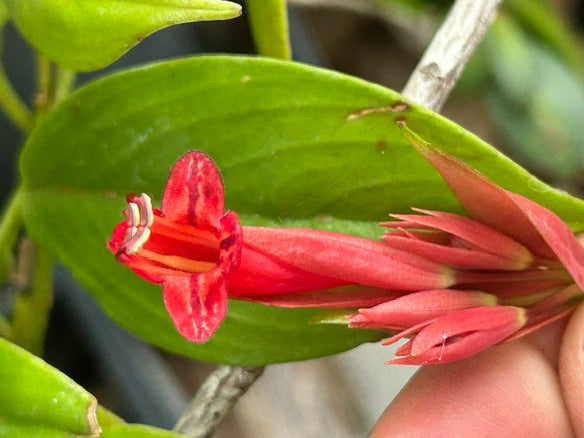 Aeschynanthus sp. TH5067  (Lipstick Plant)