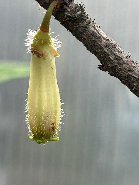 Agapetes malipoensis SEH 27016 (Agapetes)