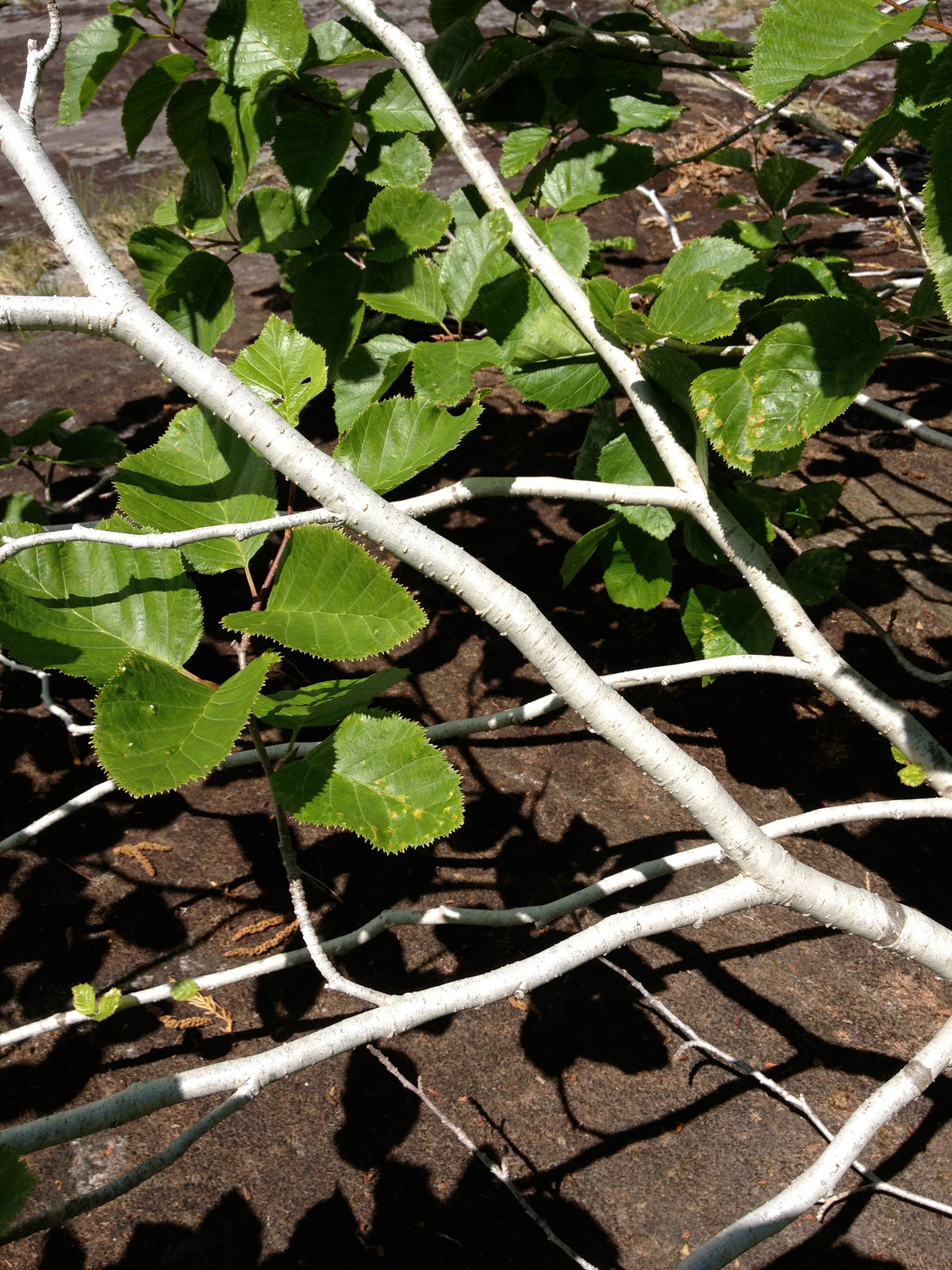 Alnus viridis ssp. sinuata (Sitka Alder)