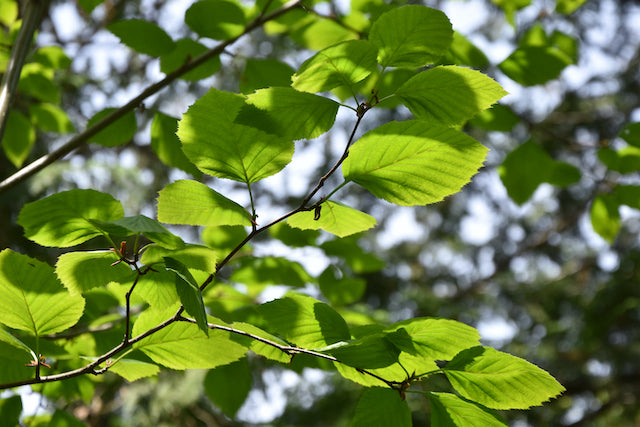 Alnus viridis ssp. sinuata (Sitka Alder)