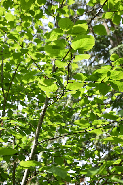 Alnus viridis ssp. sinuata (Sitka Alder)