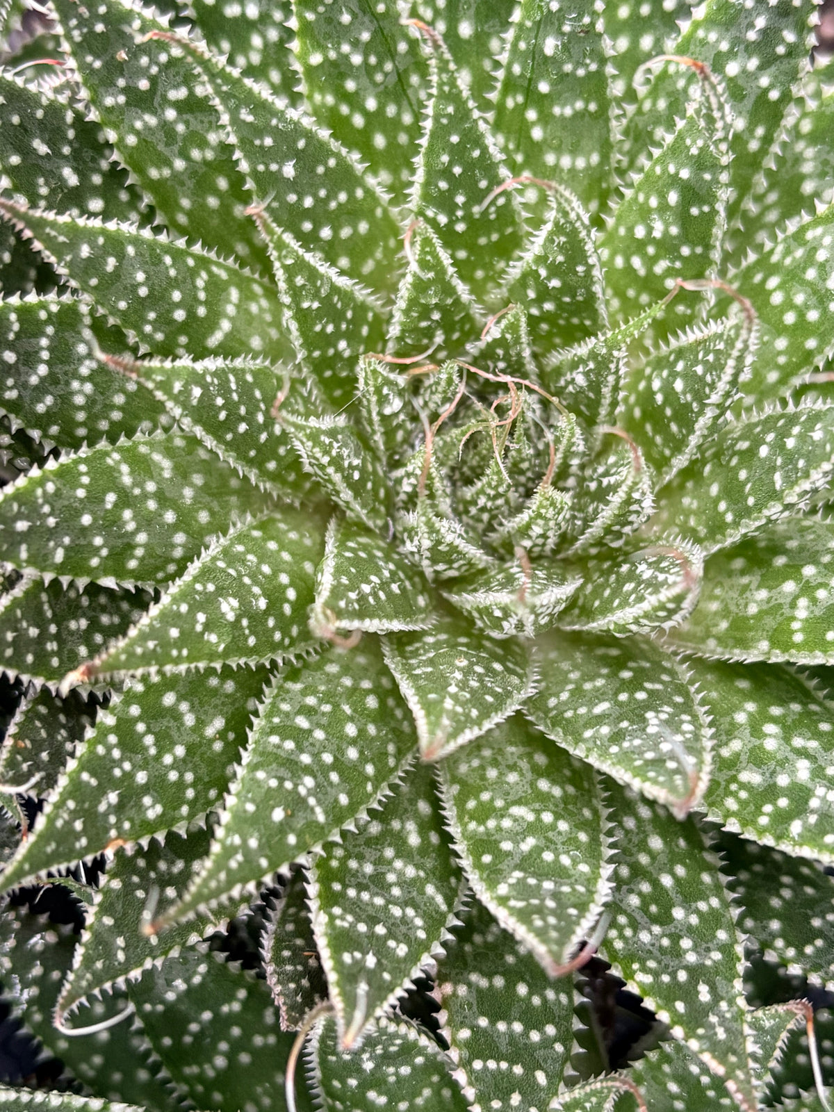 Aloe aristata (Hardy Tourch Plant)