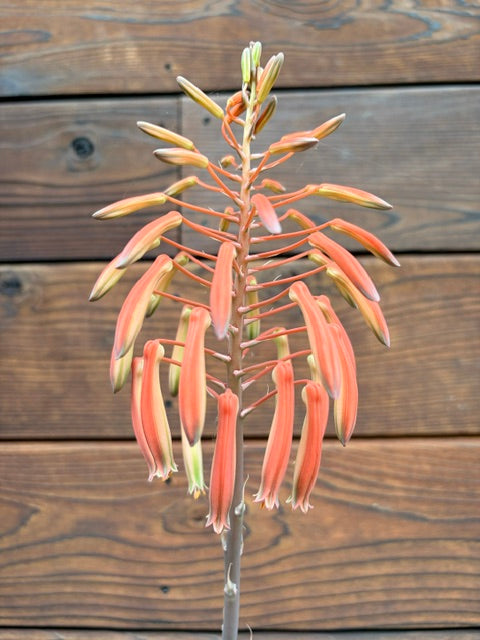 Aloe aristata (Hardy Tourch Plant)
