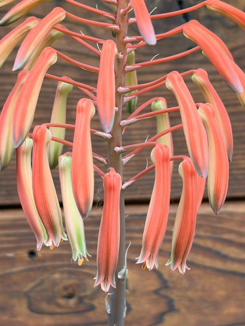 Aloe aristata (Hardy Tourch Plant)