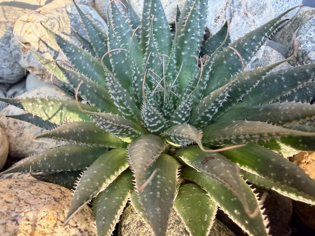 Aloe aristata (Tourch Plant)