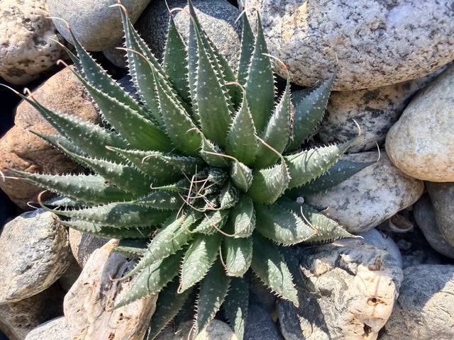 Aloe aristata (Tourch Plant)