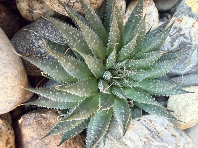 Aloe aristata (Tourch Plant)