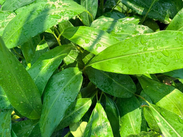 Alpinia formosana (Hardy Ginger)