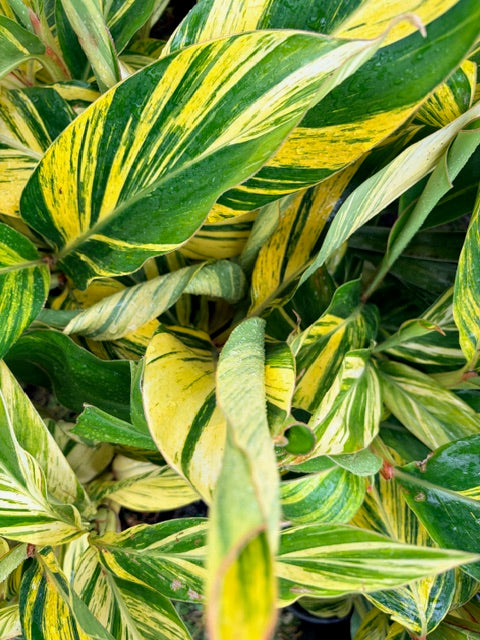 Alpinia zerumbet 'Variegata' (Hardy Ginger)