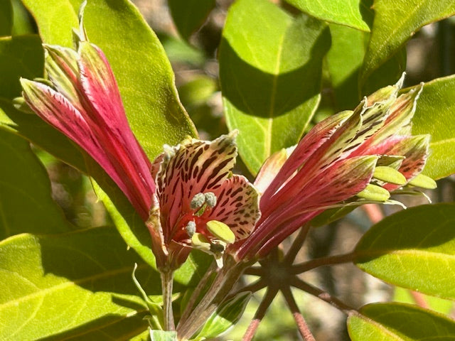 Alstroemeria psittacina 'Veriegata' (Peruvian Lily)