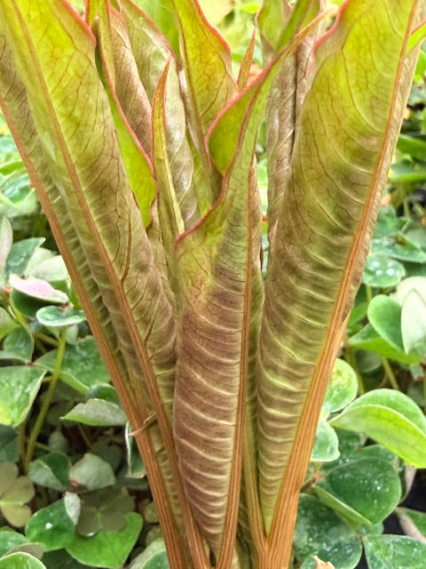 Amorphophallus napalensis  (Nepalese Voodoo Lily)