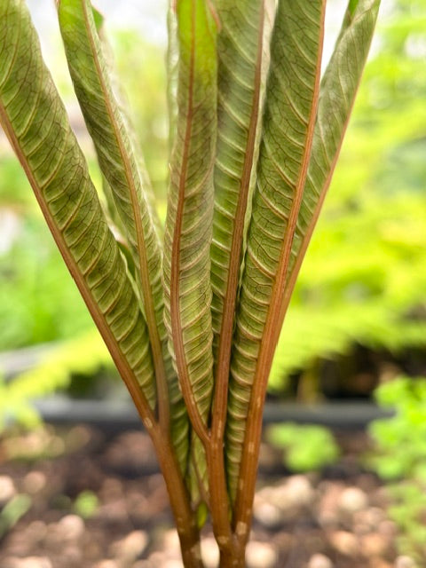 Amorphophallus napalensis  (Nepalese Voodoo Lily)
