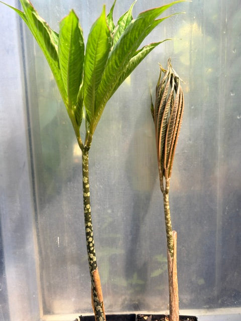 Amorphophallus napalensis  (Nepalese Voodoo Lily)