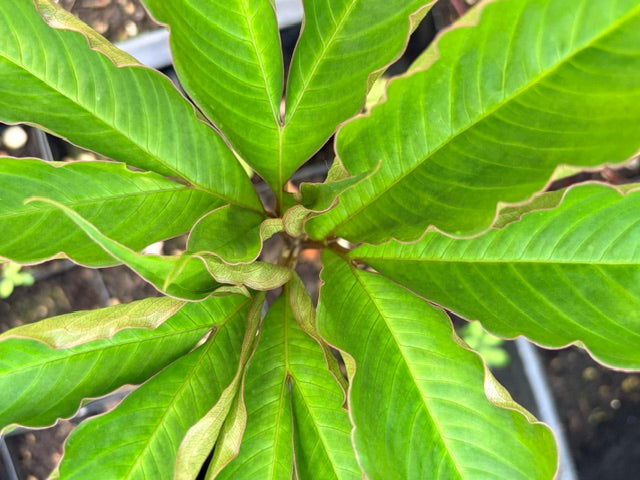 Amorphophallus napalensis  (Nepalese Voodoo Lily)