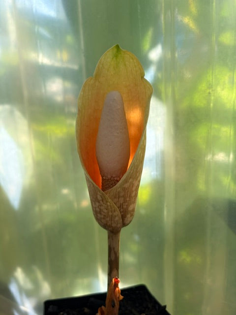 Amorphophallus napalensis  (Nepalese Voodoo Lily)