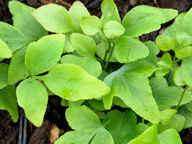 Anemia mexicana (Mexican Flowering Fern)