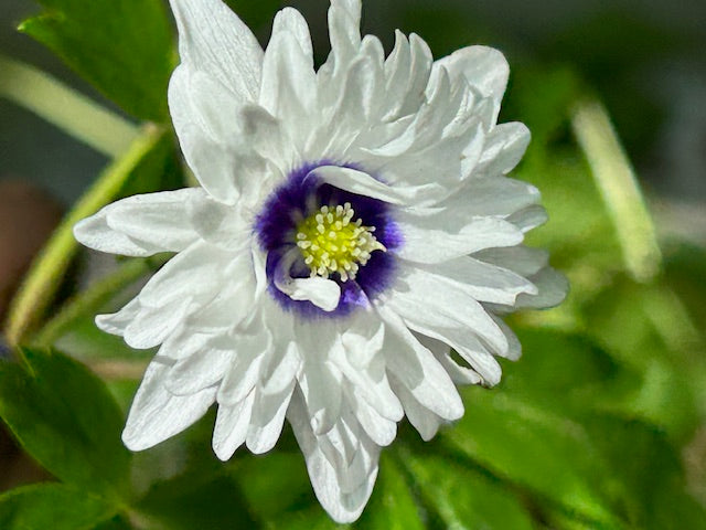 wood anemone planting Anemone nemorosa 'Blue Eyes' (Wood Anemone)