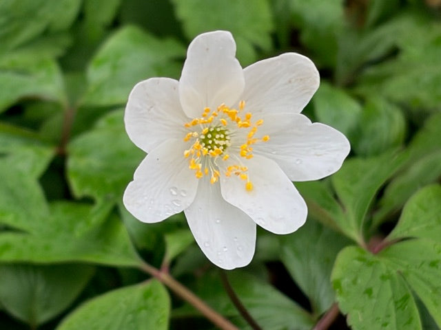 Anemone nemorosa White  (White Wood Anemone)