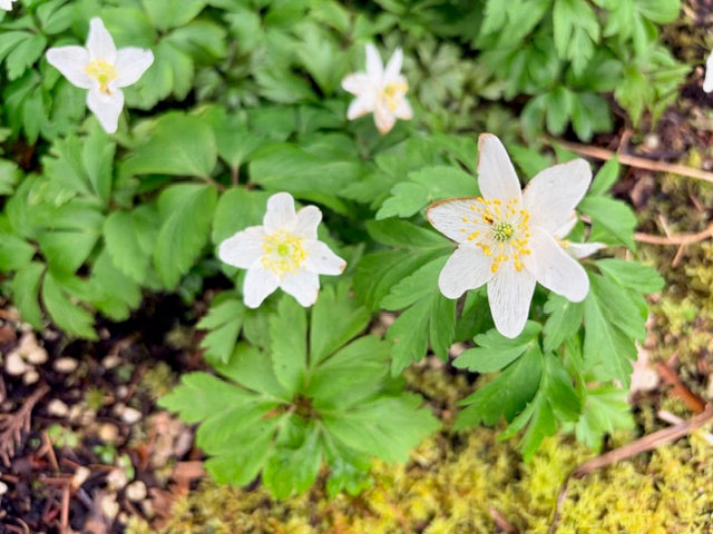 Anemone nemorosa White  (White Wood Anemone)